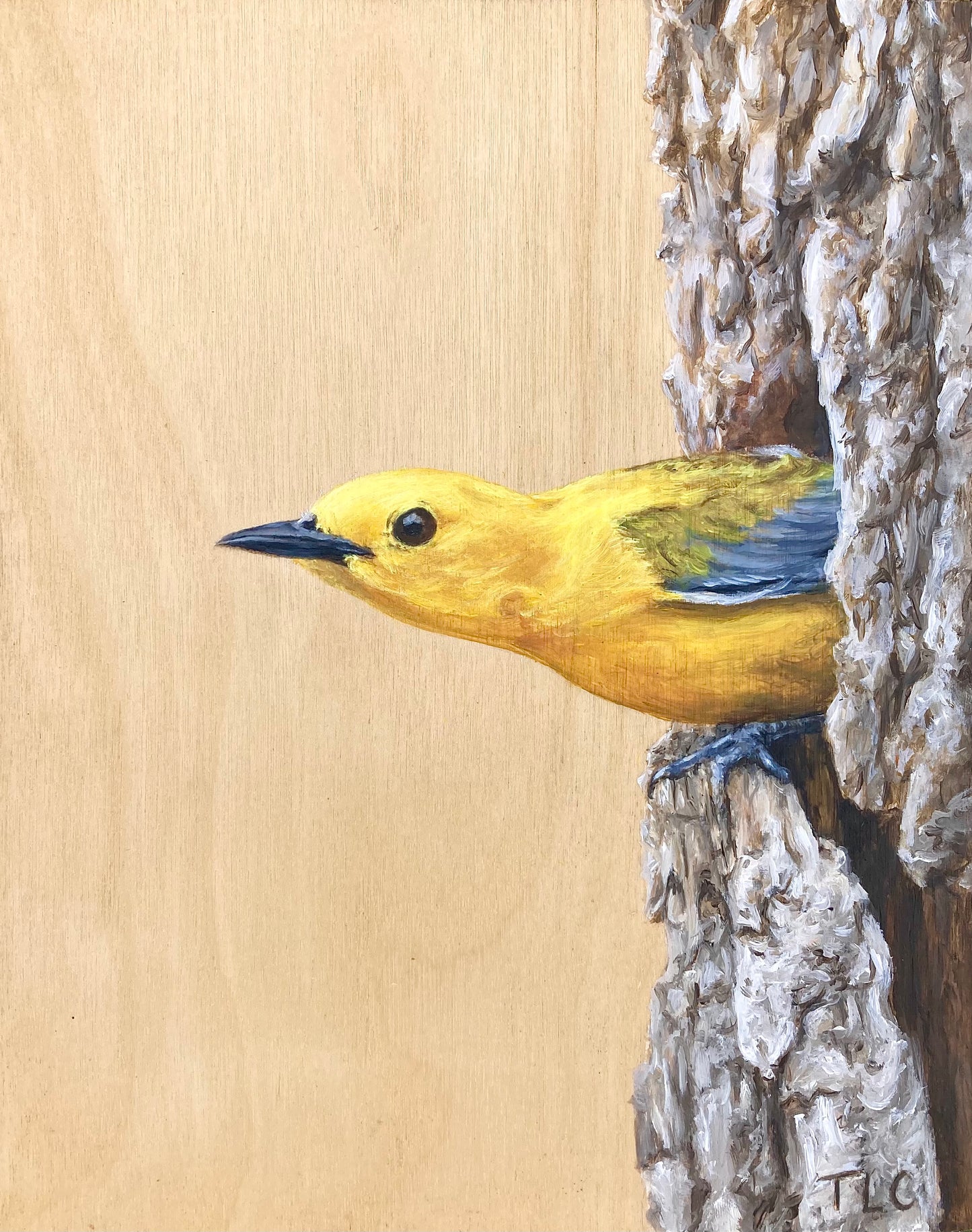 Prothonotary Warbler Print