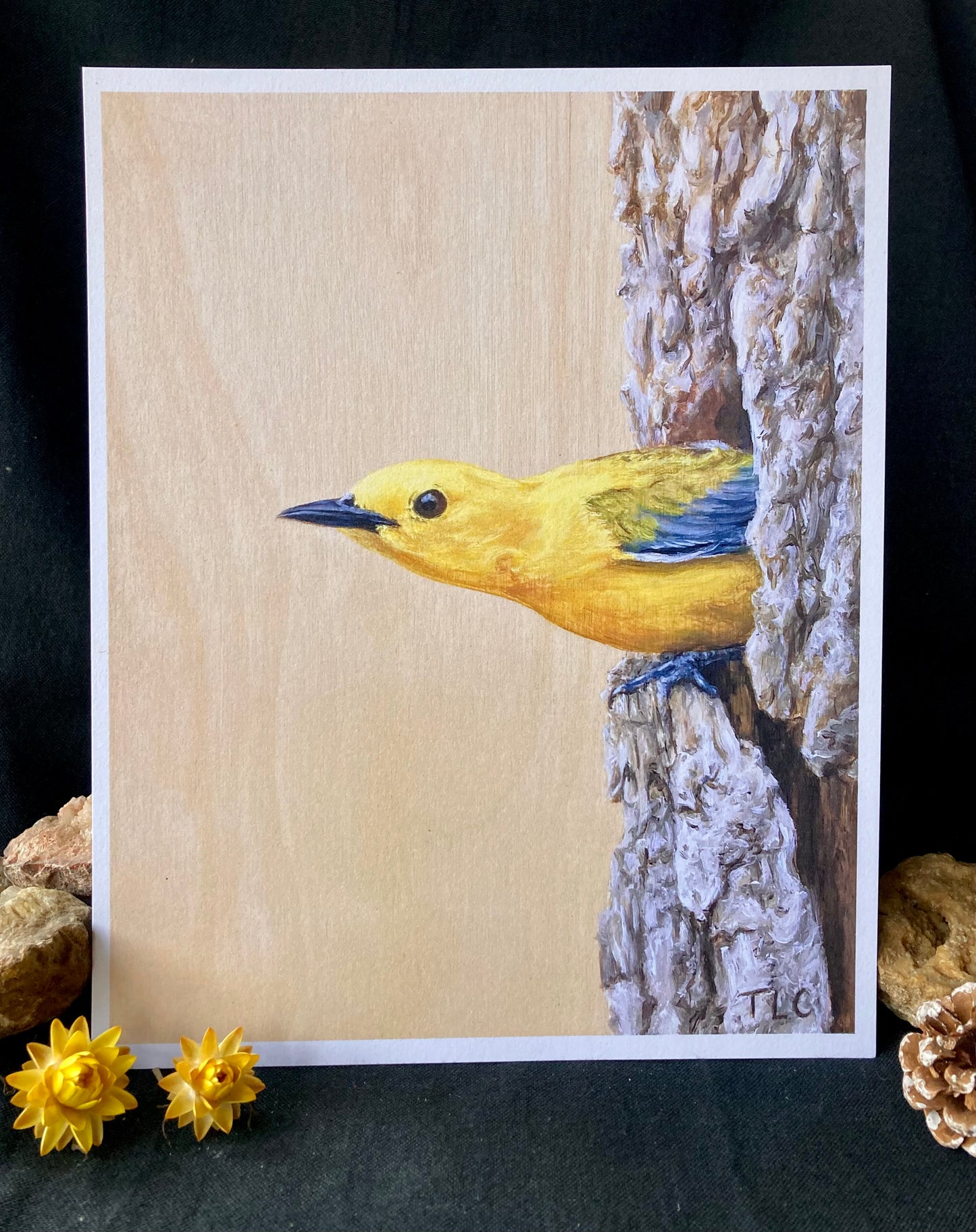 Prothonotary Warbler Print